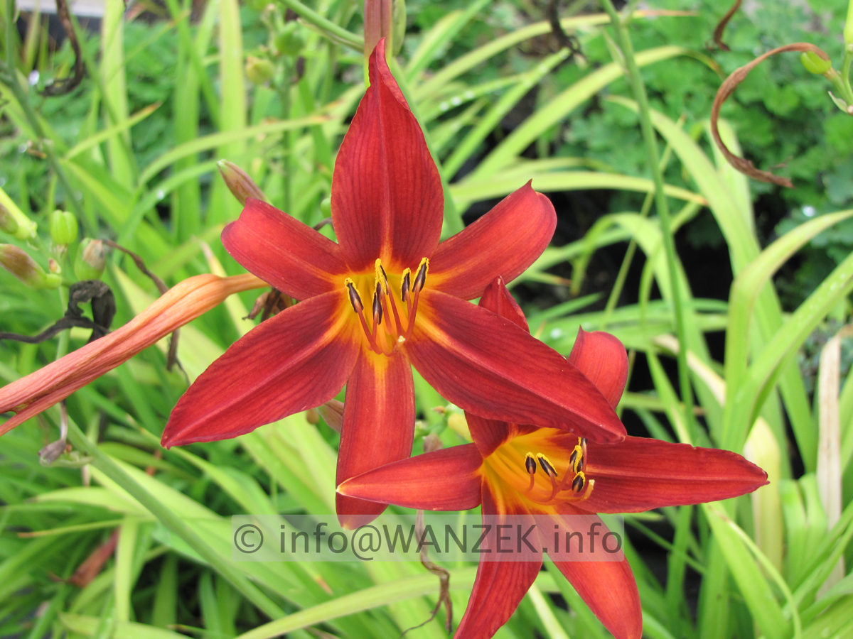 Hemerocallis Crimson Broccade Bluetenmacro1.JPG